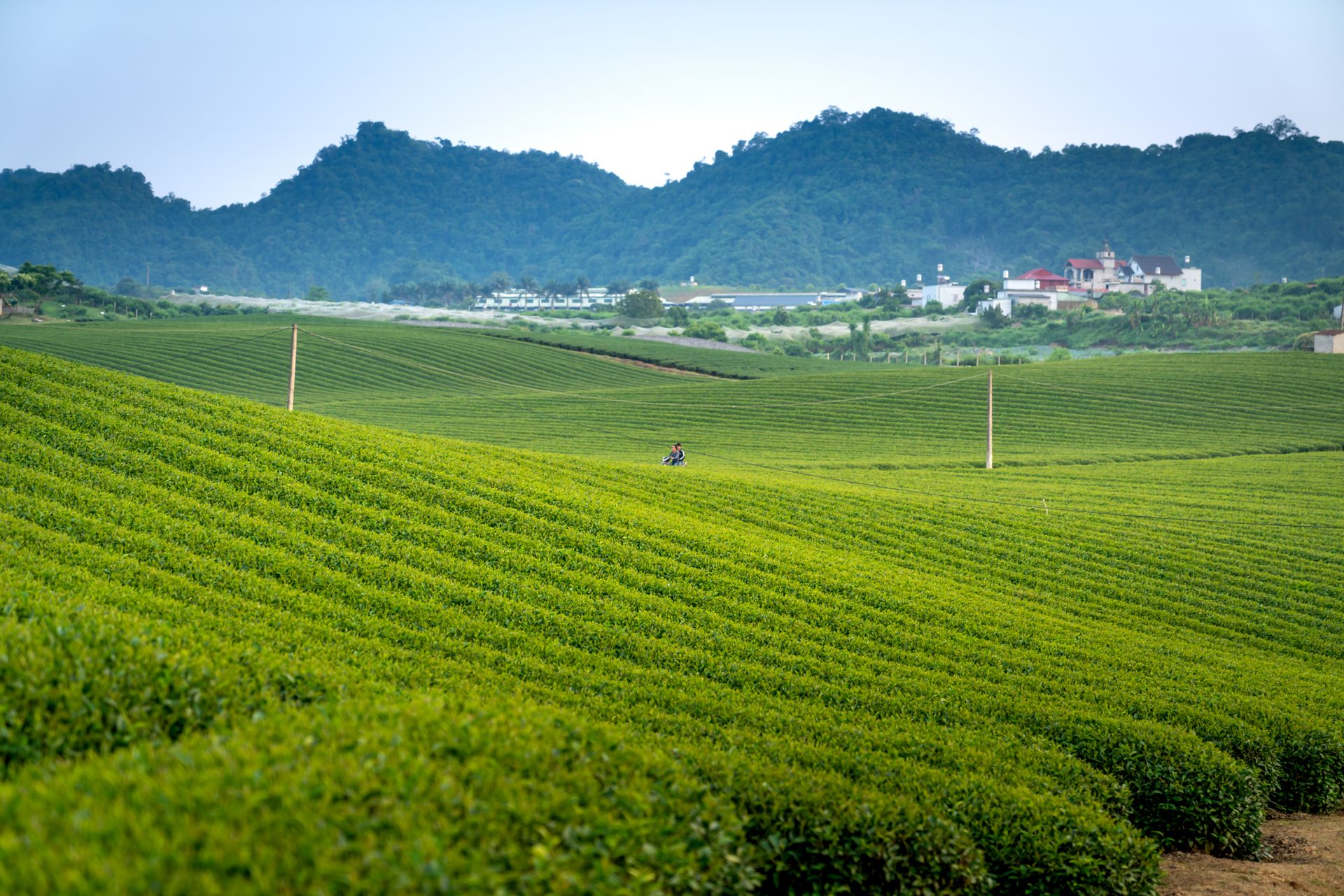 山を望む霧曳山の茶畑
